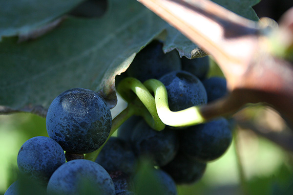 I tesori delle vigne